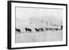 Huskies-null-Framed Photographic Print