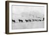 Huskies-null-Framed Photographic Print