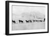 Huskies-null-Framed Photographic Print