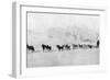 Huskies-null-Framed Photographic Print