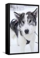 Husky Dog, Longyearbyen, Spitsbergen, Svalbard, Arctic Circle, Norway, Scandinavia-Stephen Studd-Framed Stretched Canvas