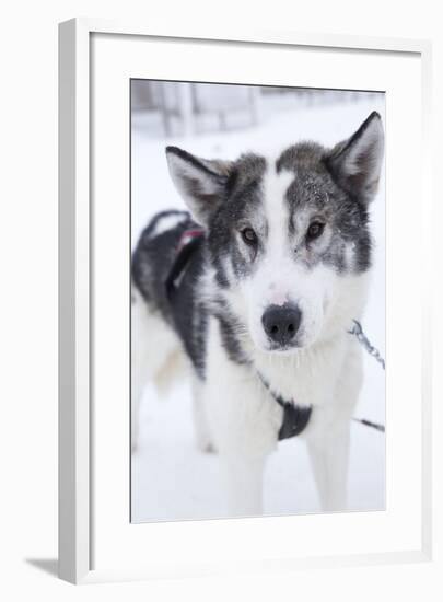 Husky Dog, Longyearbyen, Spitsbergen, Svalbard, Arctic Circle, Norway, Scandinavia-Stephen Studd-Framed Photographic Print