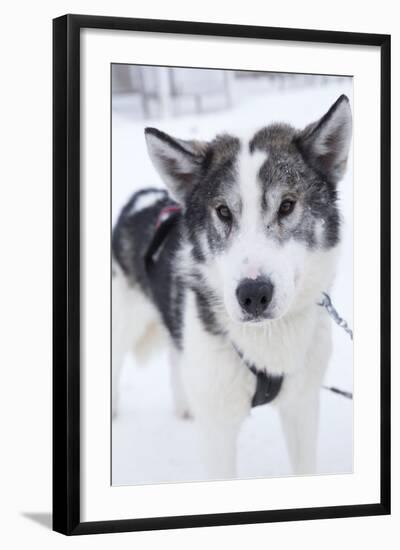 Husky Dog, Longyearbyen, Spitsbergen, Svalbard, Arctic Circle, Norway, Scandinavia-Stephen Studd-Framed Photographic Print