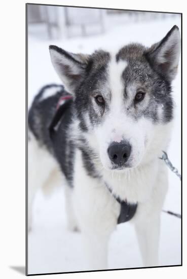 Husky Dog, Longyearbyen, Spitsbergen, Svalbard, Arctic Circle, Norway, Scandinavia-Stephen Studd-Mounted Photographic Print