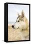 Husky Dog Portrait on Beach-null-Framed Stretched Canvas