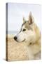 Husky Dog Portrait on Beach-null-Stretched Canvas