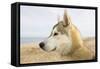 Husky Dog Portrait on Beach-null-Framed Stretched Canvas