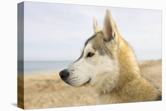 Husky Dog Portrait on Beach-null-Stretched Canvas