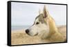 Husky Dog Portrait on Beach-null-Framed Stretched Canvas