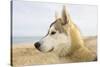 Husky Dog Portrait on Beach-null-Stretched Canvas