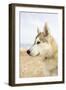 Husky Dog Portrait on Beach-null-Framed Photographic Print