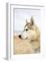 Husky Dog Portrait on Beach-null-Framed Photographic Print