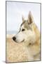 Husky Dog Portrait on Beach-null-Mounted Photographic Print