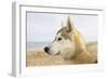 Husky Dog Portrait on Beach-null-Framed Photographic Print