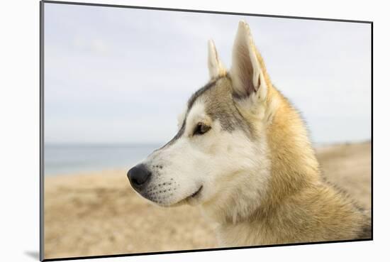 Husky Dog Portrait on Beach-null-Mounted Photographic Print
