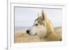 Husky Dog Portrait on Beach-null-Framed Photographic Print