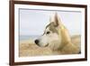 Husky Dog Portrait on Beach-null-Framed Photographic Print