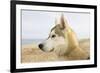 Husky Dog Portrait on Beach-null-Framed Photographic Print