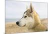 Husky Dog Portrait on Beach-null-Mounted Photographic Print