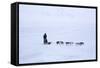 Husky Dog Sled in Adventdalen Valley-Stephen Studd-Framed Stretched Canvas