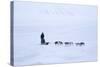 Husky Dog Sled in Adventdalen Valley-Stephen Studd-Stretched Canvas