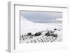 Husky Dog Sled Operation-Louise Murray-Framed Photographic Print