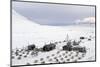 Husky Dog Sled Operation-Louise Murray-Mounted Photographic Print