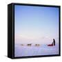 Husky Dog Sled Team, Spitsbergen, Norway, Europe-David Lomax-Framed Stretched Canvas