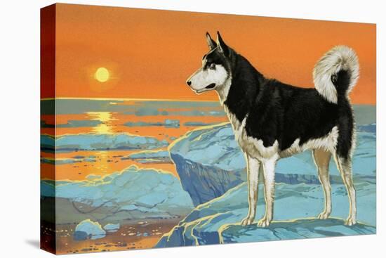 Husky Dog-Angus Mcbride-Stretched Canvas