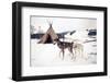 Husky Dogs, Central Finland-Andrew Bayda-Framed Photographic Print
