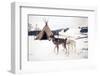 Husky Dogs, Central Finland-Andrew Bayda-Framed Photographic Print