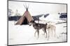 Husky Dogs, Central Finland-Andrew Bayda-Mounted Photographic Print