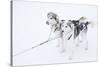 Husky Dogs, Longyearbyen, Spitsbergen, Svalbard, Arctic Circle, Norway, Scandinavia-Stephen Studd-Stretched Canvas