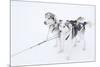 Husky Dogs, Longyearbyen, Spitsbergen, Svalbard, Arctic Circle, Norway, Scandinavia-Stephen Studd-Mounted Photographic Print