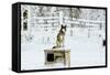 Husky on Top of its Kennel, Lapland, Finland-Françoise Gaujour-Framed Stretched Canvas