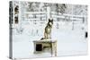 Husky on Top of its Kennel, Lapland, Finland-Françoise Gaujour-Stretched Canvas