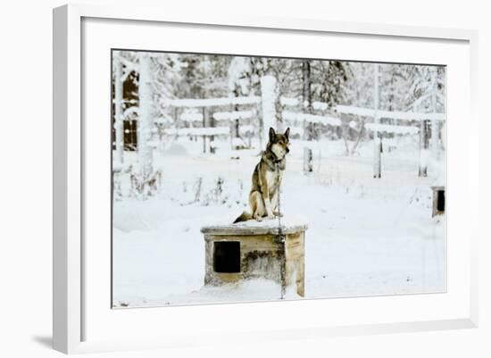 Husky on Top of its Kennel, Lapland, Finland-Françoise Gaujour-Framed Photographic Print