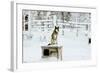 Husky on Top of its Kennel, Lapland, Finland-Françoise Gaujour-Framed Photographic Print