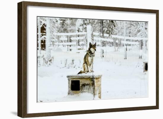 Husky on Top of its Kennel, Lapland, Finland-Françoise Gaujour-Framed Photographic Print