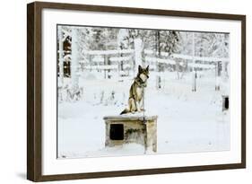 Husky on Top of its Kennel, Lapland, Finland-Françoise Gaujour-Framed Photographic Print