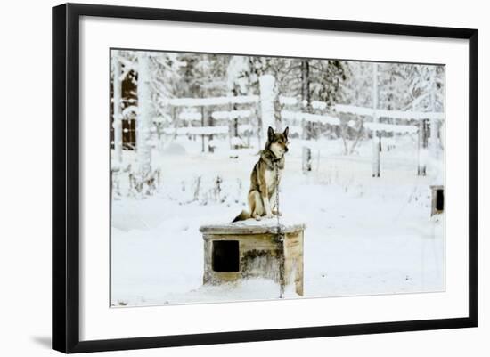 Husky on Top of its Kennel, Lapland, Finland-Françoise Gaujour-Framed Photographic Print