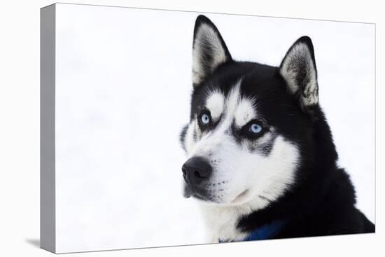 Husky Portrait-melis-Stretched Canvas