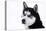 Husky Portrait-melis-Stretched Canvas