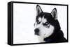 Husky Portrait-melis-Framed Stretched Canvas