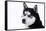 Husky Portrait-melis-Framed Stretched Canvas