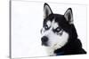 Husky Portrait-melis-Stretched Canvas