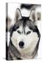 Husky Portrait-melis-Stretched Canvas