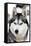 Husky Portrait-melis-Framed Stretched Canvas