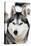 Husky Portrait-melis-Stretched Canvas