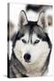 Husky Portrait-melis-Stretched Canvas